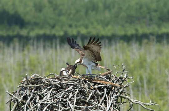 Затейливые птичьи жилища покажут на выставке «Мое гнездо, моя крепость» в Череповце
