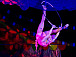 Цирк «Пируэт» из Череповца представит регион в финале Всероссийского фестиваля-конкурса любительских творческих коллективов. Фото: vk.com/club32465103
