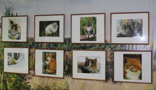 В Музее Белого озера «гуляют» 35 кошек