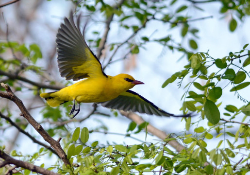В отделе природы Вологодского музея-заповедника зазвучали голоса новых птиц