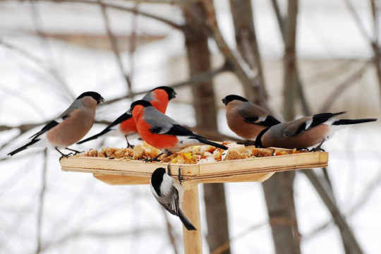 Белозерский областной краеведческий музей вновь проводит акцию «Покормите птиц!»