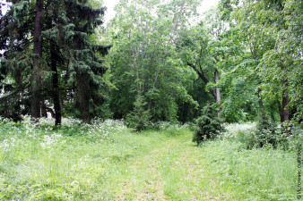 Никольский парк в Усть-Кубинском районе – бывший усадебный парк дворян Межаковых 