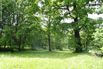 Никольский парк в Усть-Кубинском районе – бывший усадебный парк дворян Межаковых 