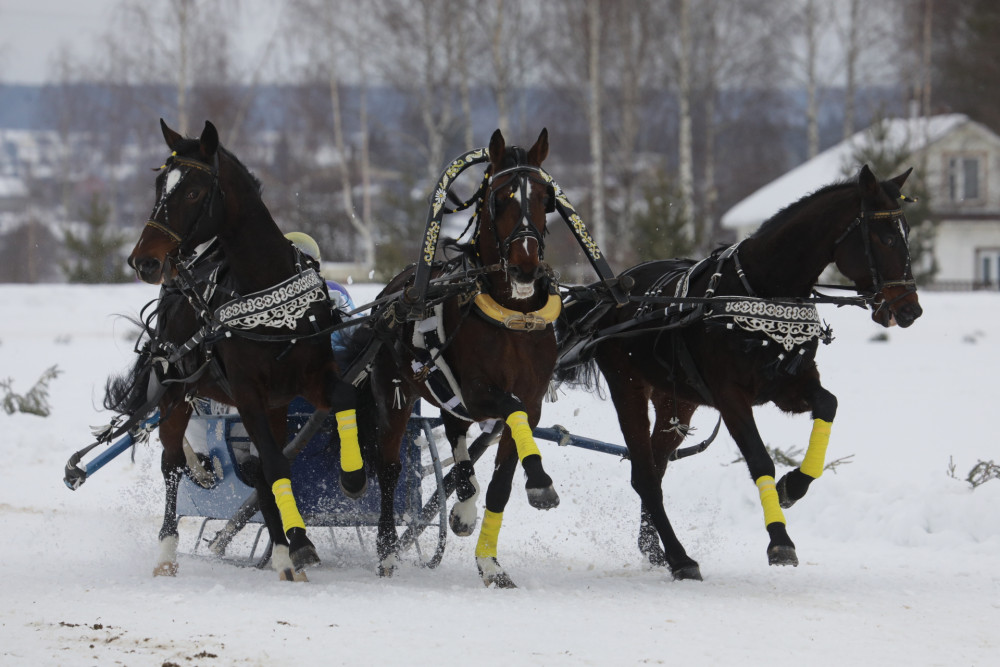 Соревнования конных экипажей стали центральным событием сегодняшнего фестиваля «Русская тройка» 