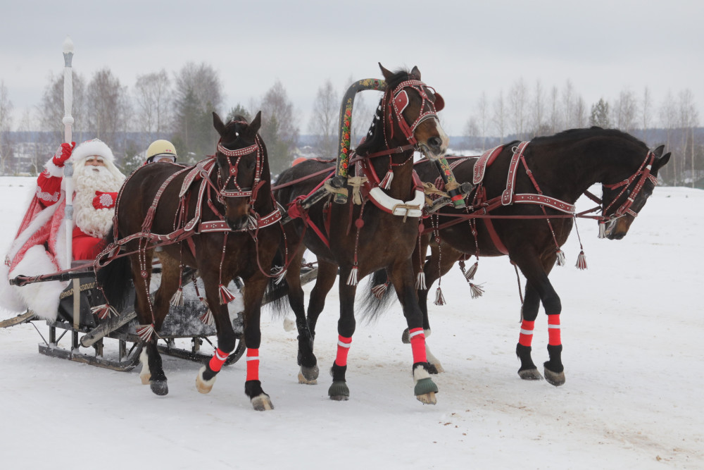 Соревнования конных экипажей стали центральным событием сегодняшнего фестиваля «Русская тройка» 