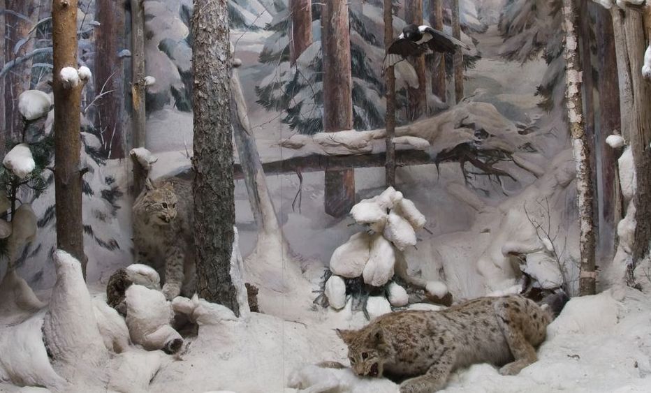 Нарисовать зимнюю сказку и узнать всё самое интересное о природе нашего края могут юные вологжане