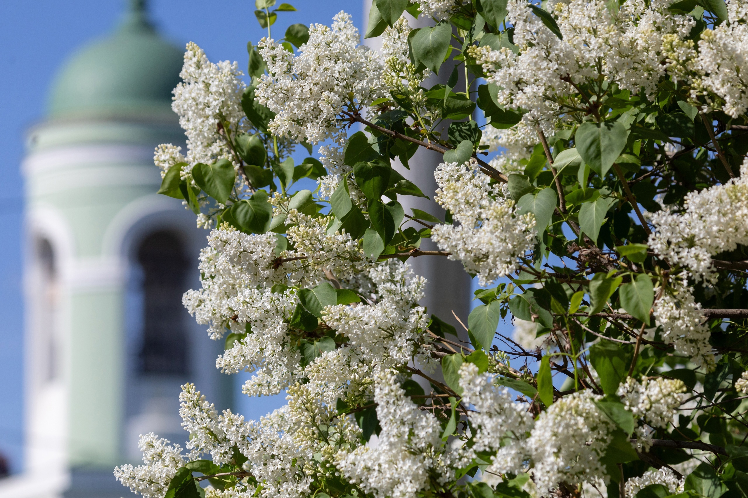 Идеи на выходные: деревянные скульптуры, банный фестиваль, экскурсия в Куркино,  «Каштанка», лето в «Семенково», чайная церемония и день рождения Золотой рыбки