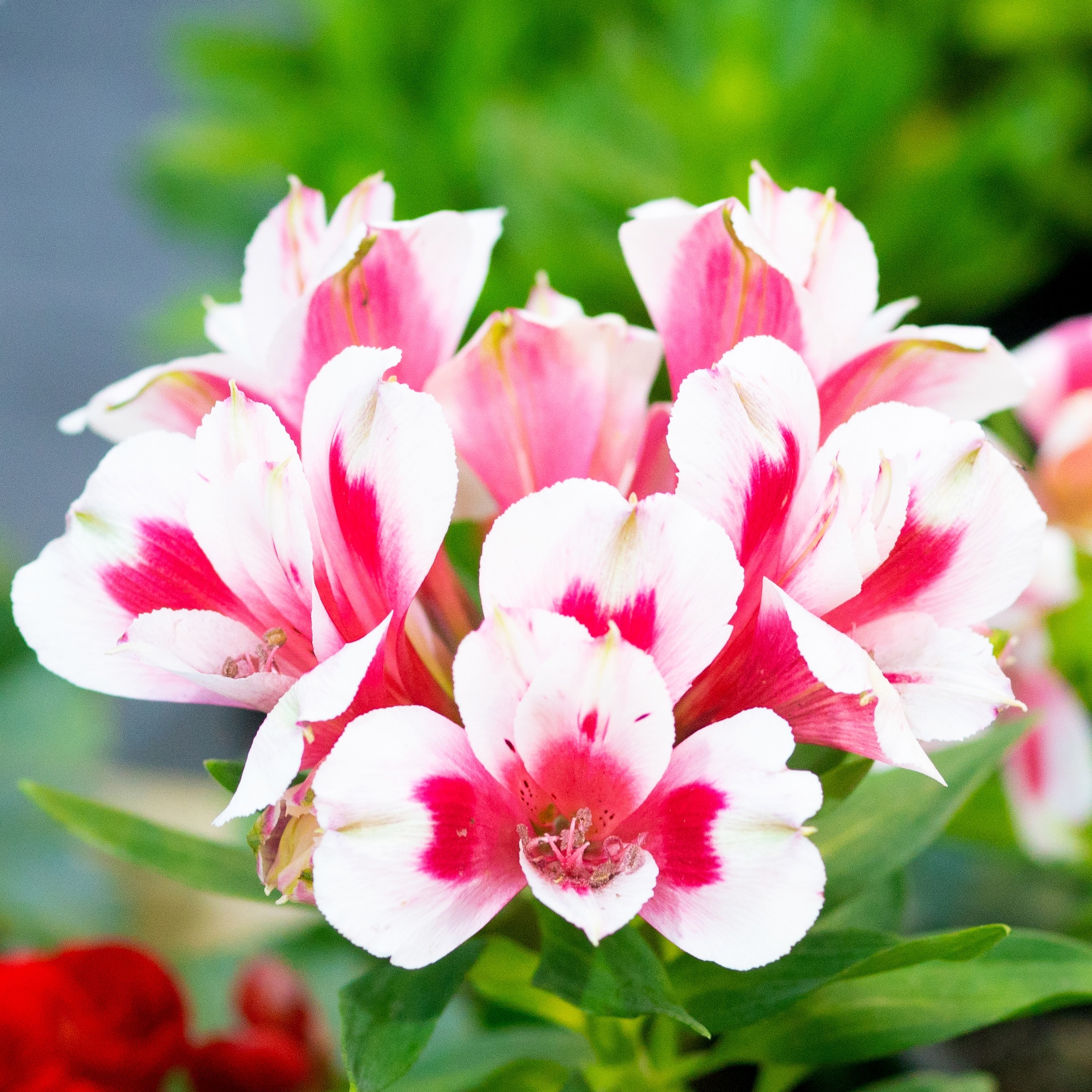 Идеи на выходные: «Древо жизни», фестиваль в Морозовице,  фотовыставка, шаламовские места, ярмарка лилий и вологодские дворики