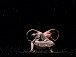 Фото (с) Erik Tomasson