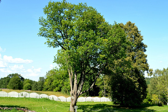 Старый дуб в усадьбе Хвалевское признан памятником живой природы