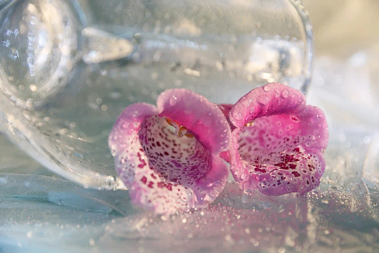 «Непостоянство натюрморта»: на фотовыставку Натальи Кузнецовой приглашает музей «Мир забытых вещей»