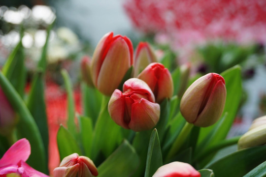 Праздничная выставка тюльпанов откроется в Ботаническом саду 