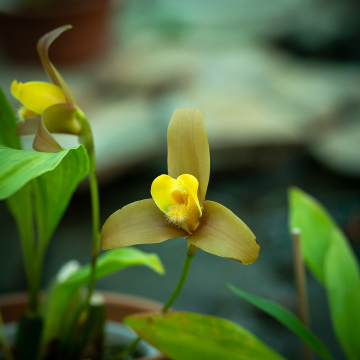 Орхидеи в Ботанике, фото vk.com/botanic_garden_vologda