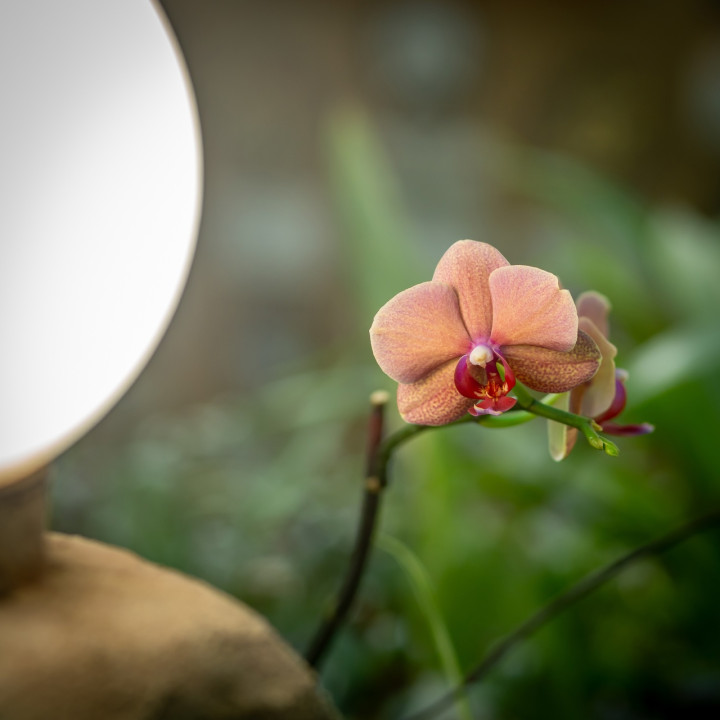 Орхидеи в Ботанике, фото vk.com/botanic_garden_vologda