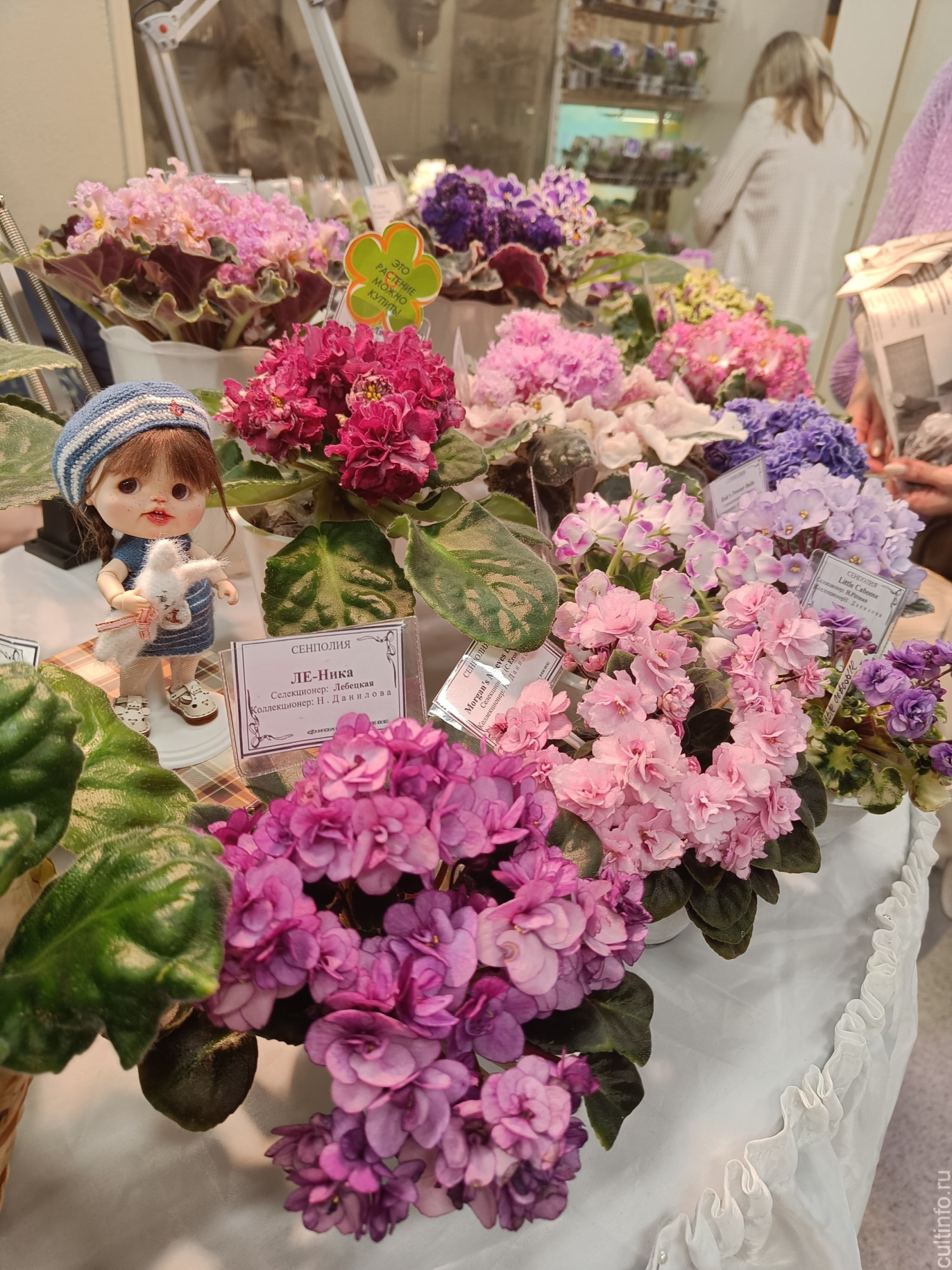 Выставка «Кружево сенполий» 